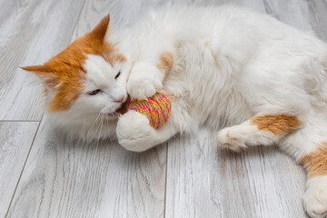 white cat with a red head plays with a knitted ball. ball toy for cat