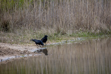 Crows at a pond not far away from Frankfurt, Germany at a cloudy day in spring with food in its beak.