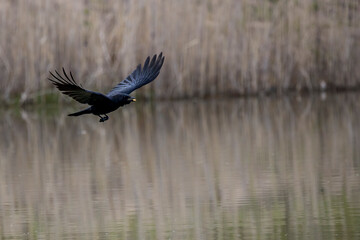 A crow flying above a pond not far away from Frankfurt, Germany at a cloudy day in spring with food in its beak.