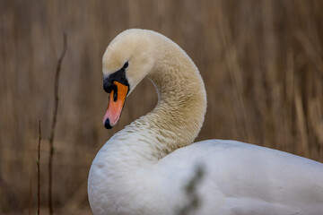 A portrait of a beautiful white swan at a little lake not far away from Frankfurt at a warm day in spring.