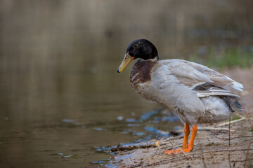 A young male hybrid duck standing at a pond next to Frankfurt, Germany at a cloudy day in spring.