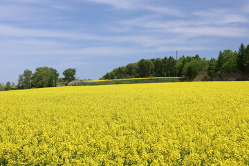 Obraz premium 北海道勇払郡安平町の菜の花畑