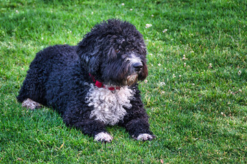Purebred black and white Spanish water dog lying on the grass