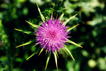 Aerial view of a thistle flower