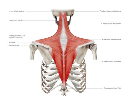 Trapezius muscles of the human back. 3D illustration
