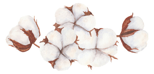 Cotton bolls watercolor illustration isolated on white background.