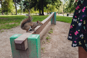 Cute squirrel in Parco Sempione, Milan