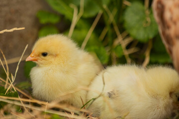 little chicks stand near their mum chicken in the green grass