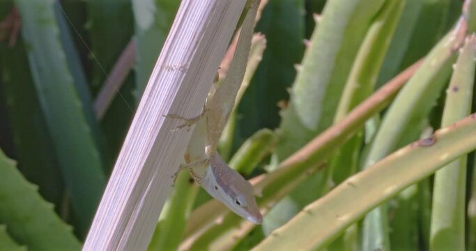 Female Lizard on aloe cactus 