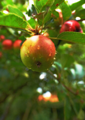 Nature, fruit and apple growing on trees in orchard for agriculture, farming and harvesting. Countryside, sustainability and closeup of red apples on branch for organic, healthy and natural produce