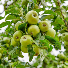 Nature, green and apple growing on trees in orchard for agriculture, farming and harvesting. Natural food, sustainability and closeup of green apples on branch for organic, healthy and ripe fruit