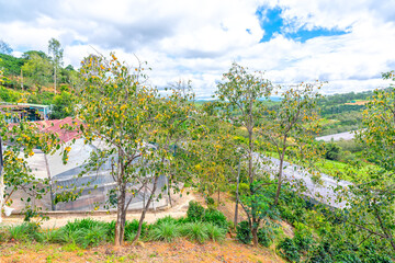 The Organic Persimmon Tree is planted in the garden or along the path to the fruit-laden harvest. They are sweet nutritious fruits good for human health