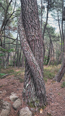 interlaced tree trunk in the forest