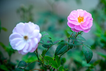 Rosaceae cinnamon flower with double leaf mutation blooms in the garden of love, this is a flower symbolizing passionate love