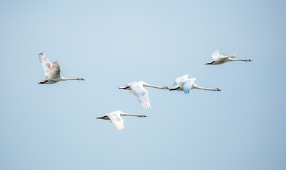 Flying swans in the blue sky. Waterfowl at the nesting site. A flock of swans walks on a blue lake. © Vera