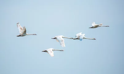 Poster Flying swans in the blue sky. Waterfowl at the nesting site. A flock of swans walks on a blue lake. © Vera