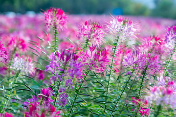 Cleome spinosa flower field blooms brilliantly in eco-tourism area. Flowers are used to decorate corridors, garden spaces and create fresh air for the environment