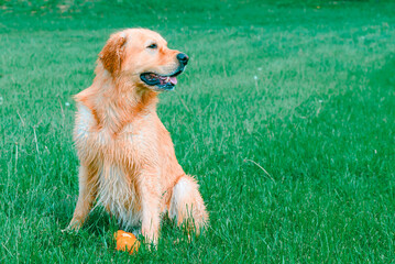 Golden Retriever in the field. Beautiful dog.Golden Retriever Labrador at summer in a field of green grass.