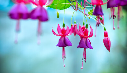 Fuchsia flowers bloom in the sunshine like beautiful little lanterns lighting the garden. Flower originating from South America and New Zealand © huythoai