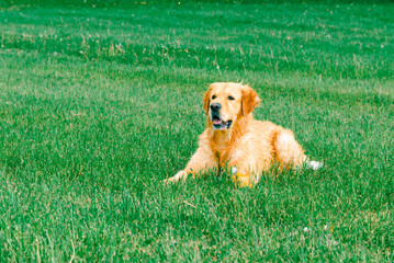 Fototapeta premium Beautiful Golden Retriever dog lying on the green grass.Summer day.