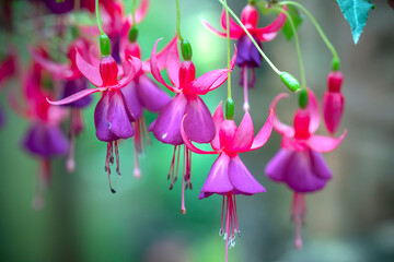 Fuchsia flowers bloom in the sunshine like beautiful little lanterns lighting the garden. Flower originating from South America and New Zealand