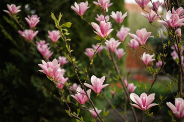 Tender pink flowers of magnolia tree blossom in springtime.