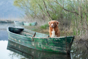 dog in the boat. The Nova Scotia Duck Tolling Retriever at sun. Travel and adventure with a pet in...