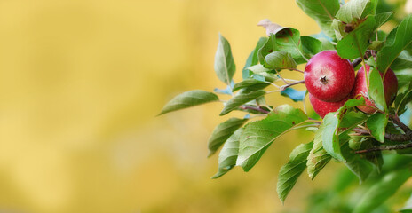 Mockup banner, fruit and apple on trees in farm for agriculture, orchard farming and harvesting. Nature, sustainability and closeup of red apples growing for organic, healthy and natural produce