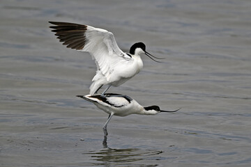 mating of the Pied avocet // Paarung der Säbelschnäbler (Recurvirostra avosetta) 