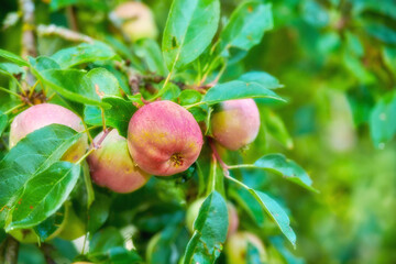 Trees, red and apple in nature for agriculture, farming and harvesting in spring on orchard. Food, sustainability and closeup of fresh apples growing for organic, healthy or natural produce in garden