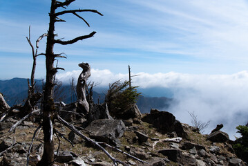 Clouds and standing dead trees
