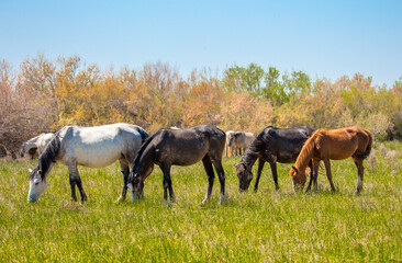 Obraz na płótnie Canvas A herd of horses graze in the meadow in summer, eat grass, walk and frolic. Pregnant horses and foals, livestock breeding concept.