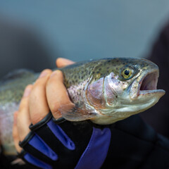 A healthy brook trout with a streamer being held in a man’s hands.Still water trout fishing.