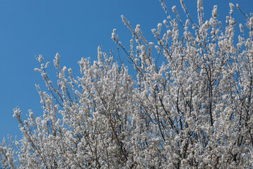 Selective focus of beautiful branches of plum blossoms on the tree under blue sky, Beautiful Sakura...