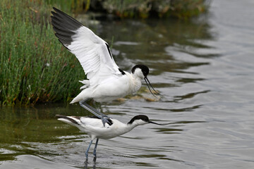 mating of the Pied avocet // Paarung der Säbelschnäbler (Recurvirostra avosetta) 