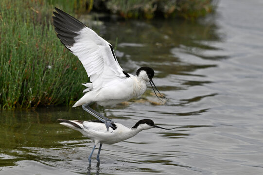 mating of the Pied avocet // Paarung der S&auml;belschn&auml;bler (Recurvirostra avosetta) 