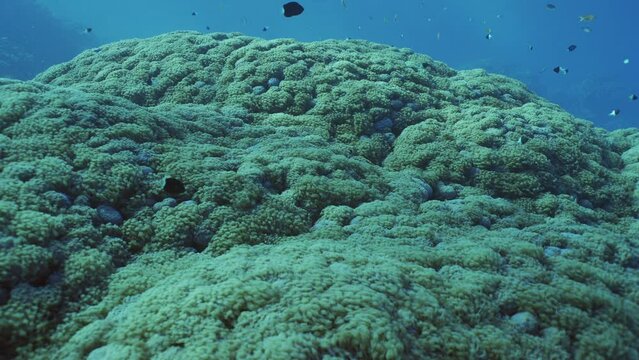 Large colony of Flowerpot corals or Anemone coral in sunbeams, Slow motion, Camera moving forwards approaching coral. Natural background of coral polyps.