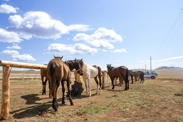 Fototapeta na wymiar Herd of wild unbroken horses