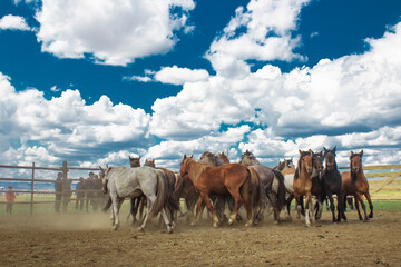 Herd of wild unbroken horses