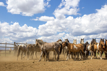 Obraz premium Herd of wild unbroken horses