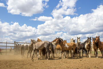 Fototapeta premium Herd of wild unbroken horses