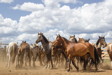 Fototapeta premium Herd of wild unbroken horses