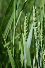 green ears of wheat, 
green ear of wheat, macro wheat field, Juicy fern  spring crops, ear of wheat, succulent green cereal plants in the field, tender green meadow spikelets, grass texture background