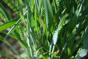 green ears of wheat, 
green ear of wheat, macro wheat field, Juicy fern  spring crops, ear of wheat, succulent green cereal plants in the field, tender green meadow spikelets, grass texture background
