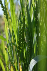green ears of wheat, 
green ear of wheat, macro wheat field, Juicy fern  spring crops, ear of wheat, succulent green cereal plants in the field, tender green meadow spikelets, grass texture background