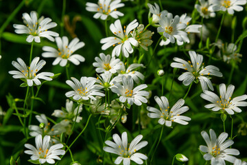 Stellaria holostea. delicate forest flowers of the chickweed, Stellaria holostea or Echte Sternmiere. floral background. white flowers on a natural green background. flowers in the spring forest