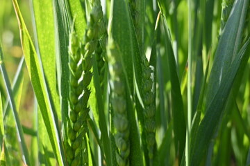 green ears of wheat, 
green ear of wheat, macro wheat field, Juicy fern  spring crops, ear of wheat, succulent green cereal plants in the field, tender green meadow spikelets, grass texture background