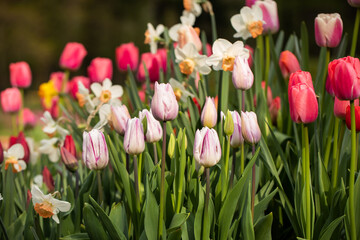 tulipany i narcyze, wiosenna kompozycja	 - obrazy, fototapety, plakaty