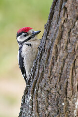 Great spotted woodpecker on the trunk of a plum tree