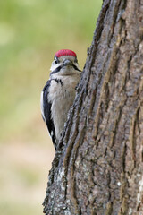 Great spotted woodpecker on the trunk of a plum tree
